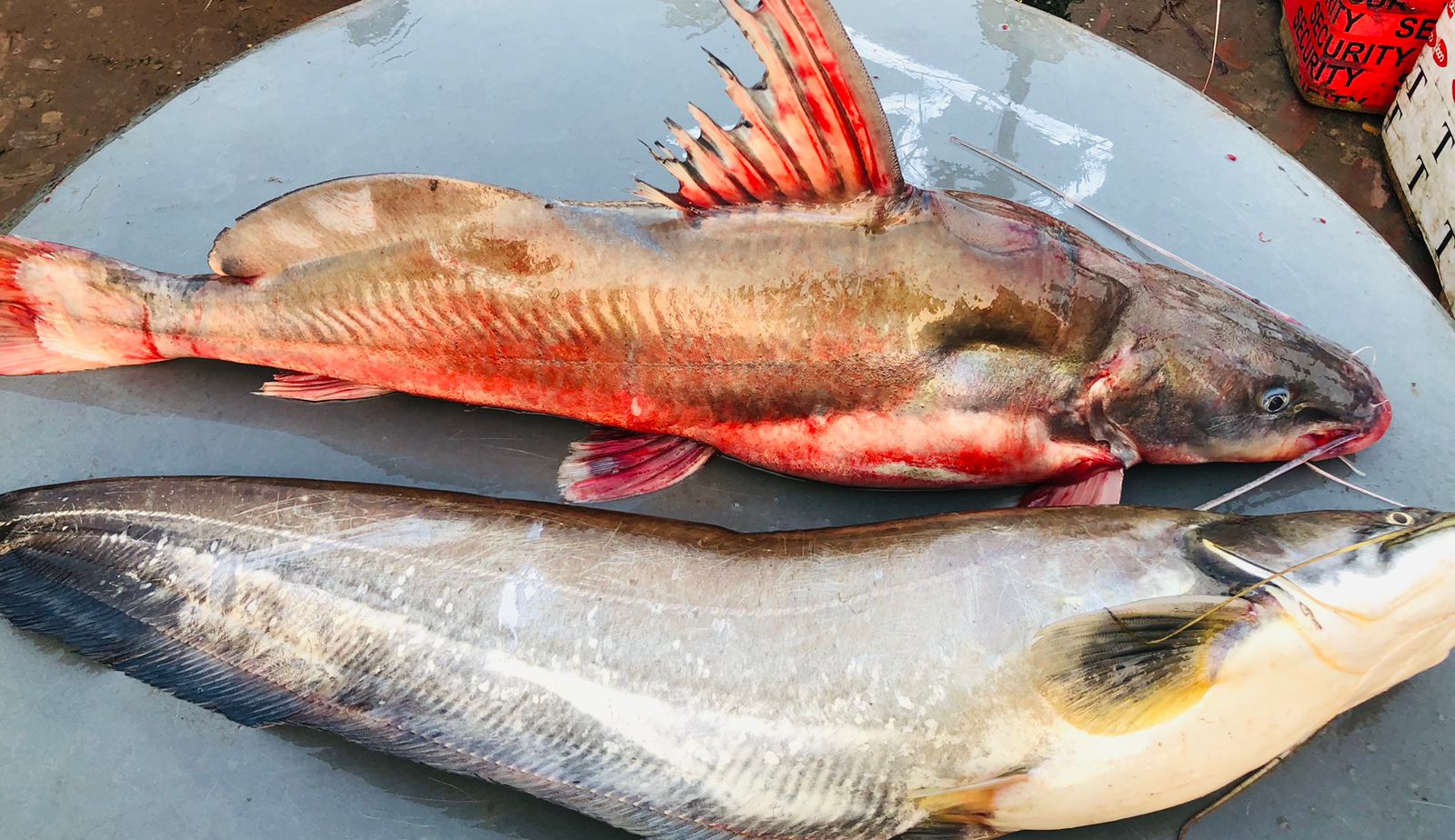 River/Haor Boal Fish (নদীর/হাওড় বিলের বোয়াল মাছ)